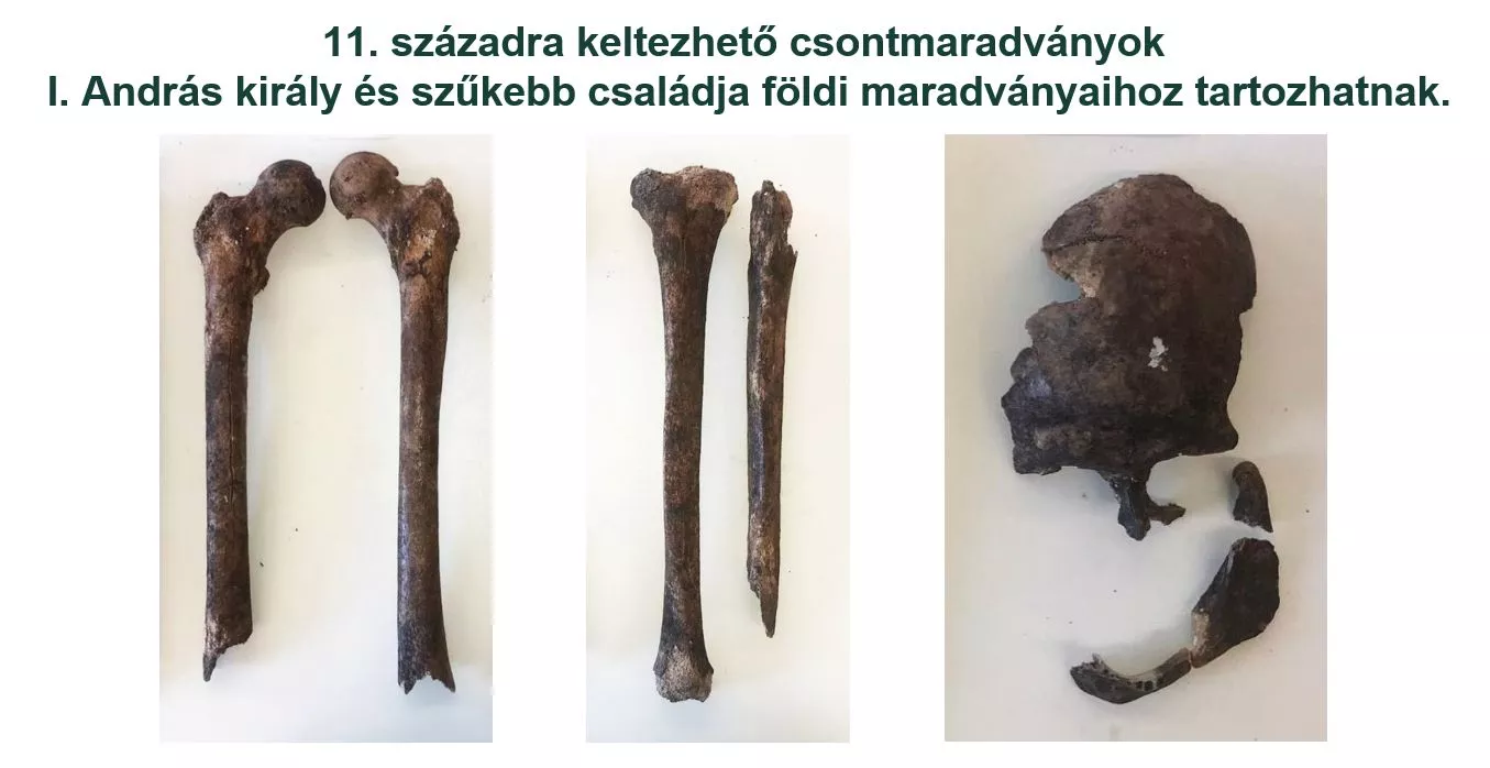 A 11. századi radiokarbon kort mutató csontmaradványok_Fotó_Pazirik Kft_3